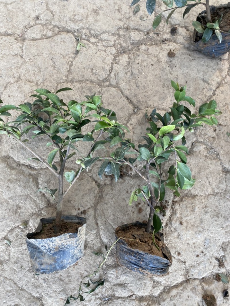 茶梅苗茶梅苗球等基地直发大量供应绿化苗木质量好