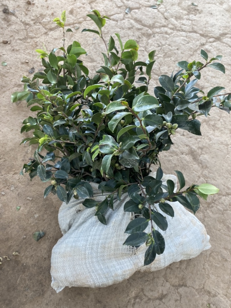 茶梅苗茶梅苗球等基地直发大量供应绿化苗木质量好