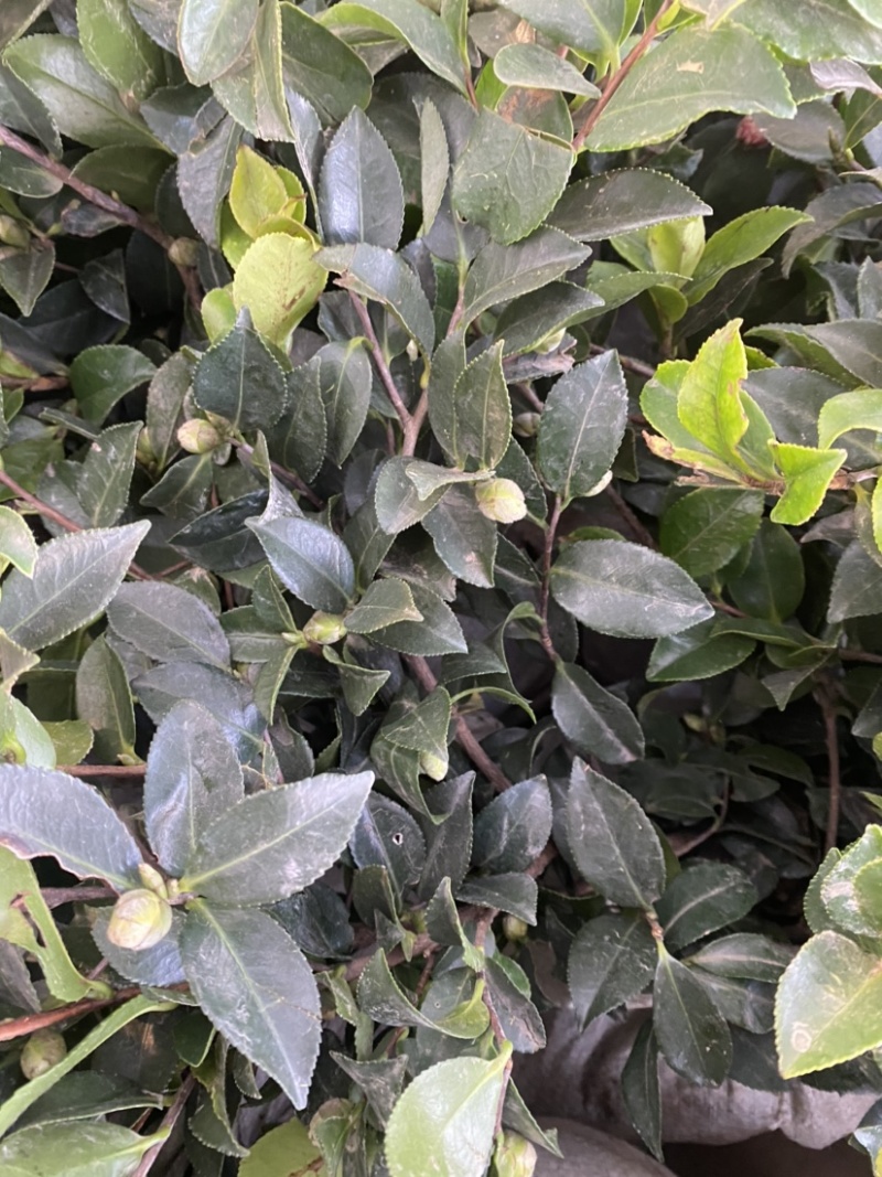 茶梅苗茶梅苗球等基地直发大量供应绿化苗木质量好