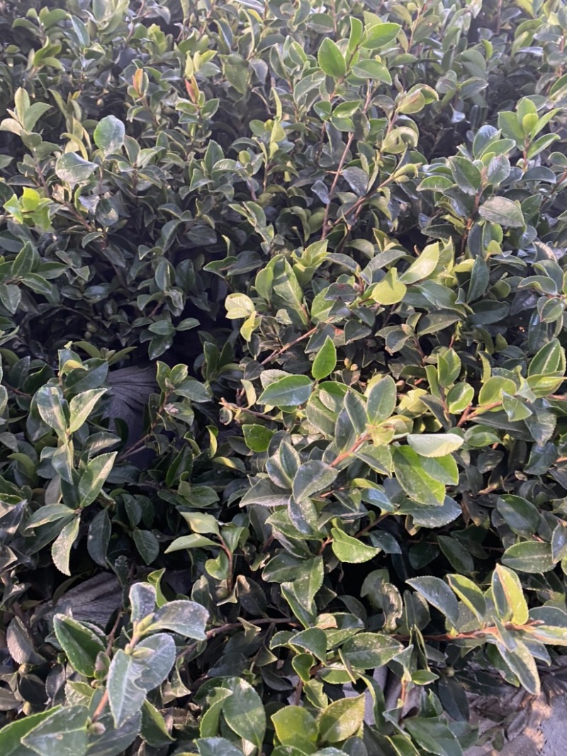 茶梅苗茶梅苗球等基地直发大量供应绿化苗木质量好