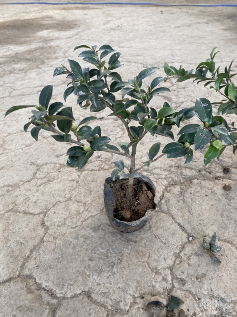 茶梅苗茶梅苗球等基地直发大量供应绿化苗木质量好