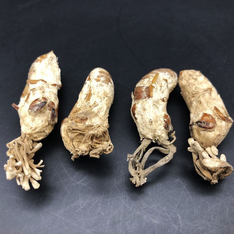 金蝉花中药材野生金蝉花花无硫无添加新货批发零售各种规格