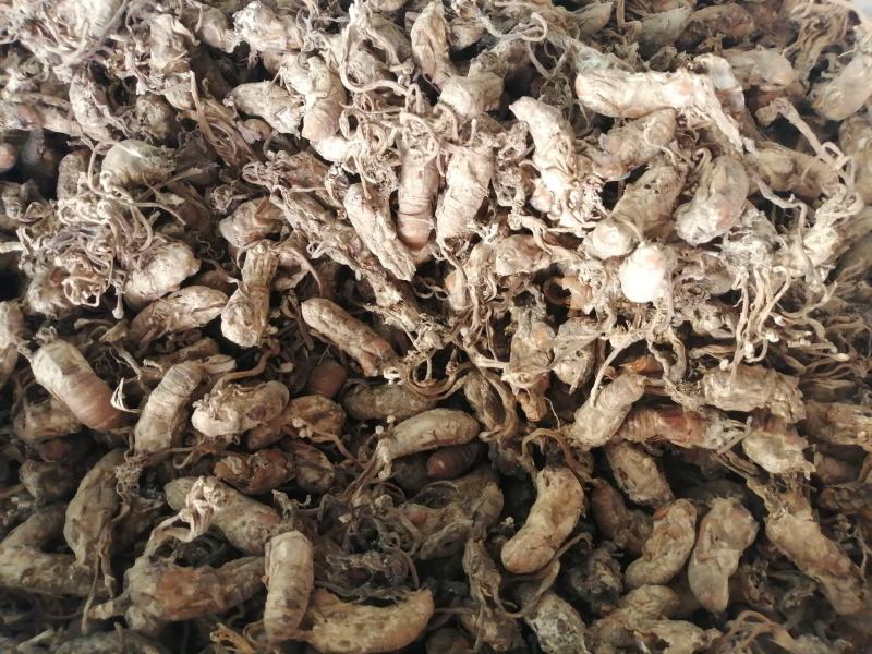 金蝉花中药材野生金蝉花花无硫无添加新货批发零售各种规格