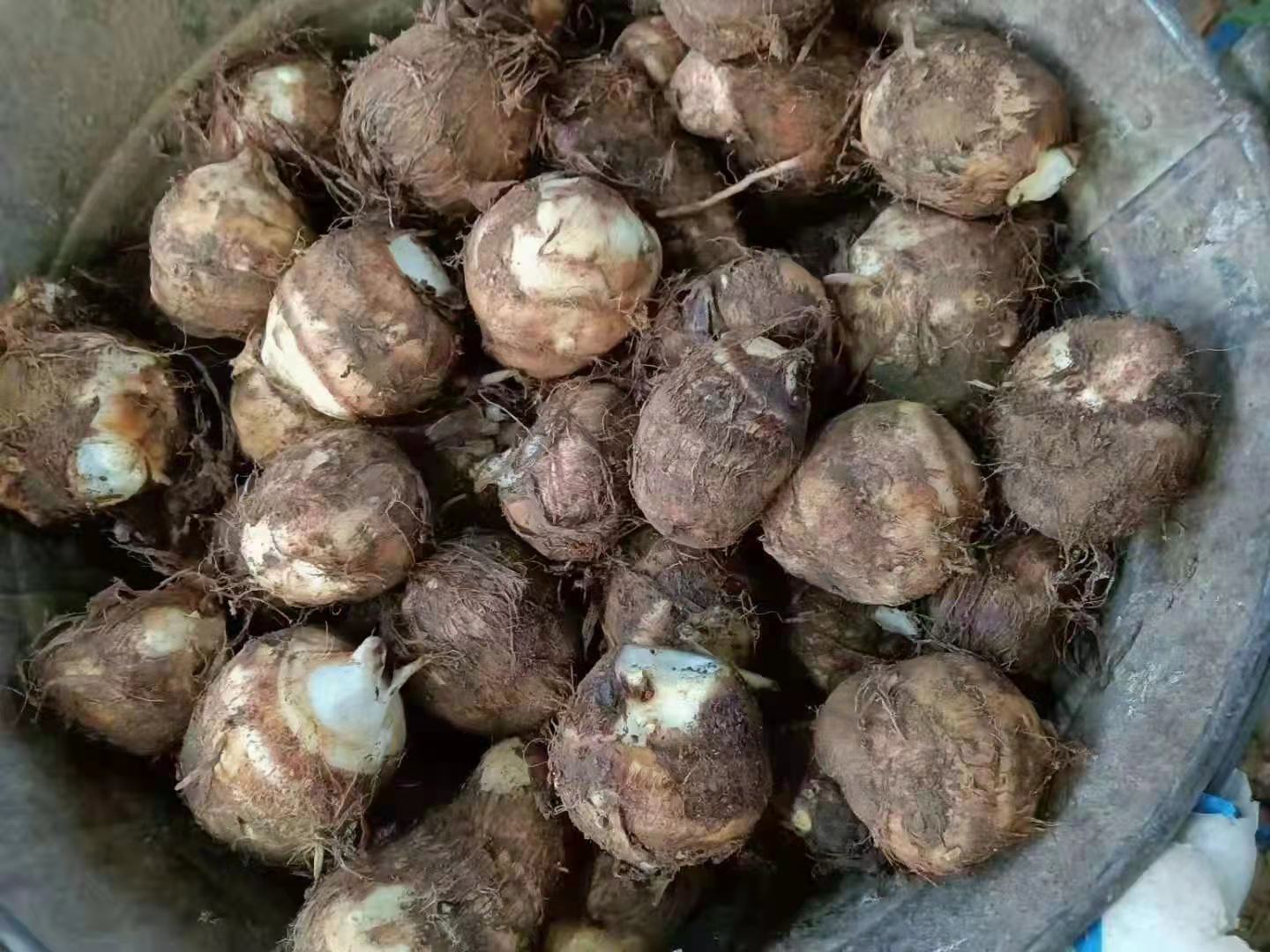 变质芋泥与新鲜芋泥对比图