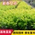 小杯金森大杯金森金森球大量供应绿化苗木基地直发