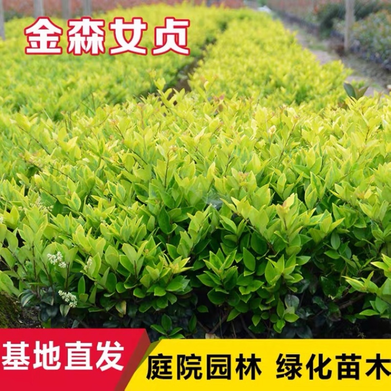 小杯金森大杯金森金森球大量供应绿化苗木基地直发