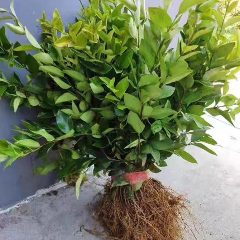 小杯金森大杯金森金森球大量供应绿化苗木基地直发