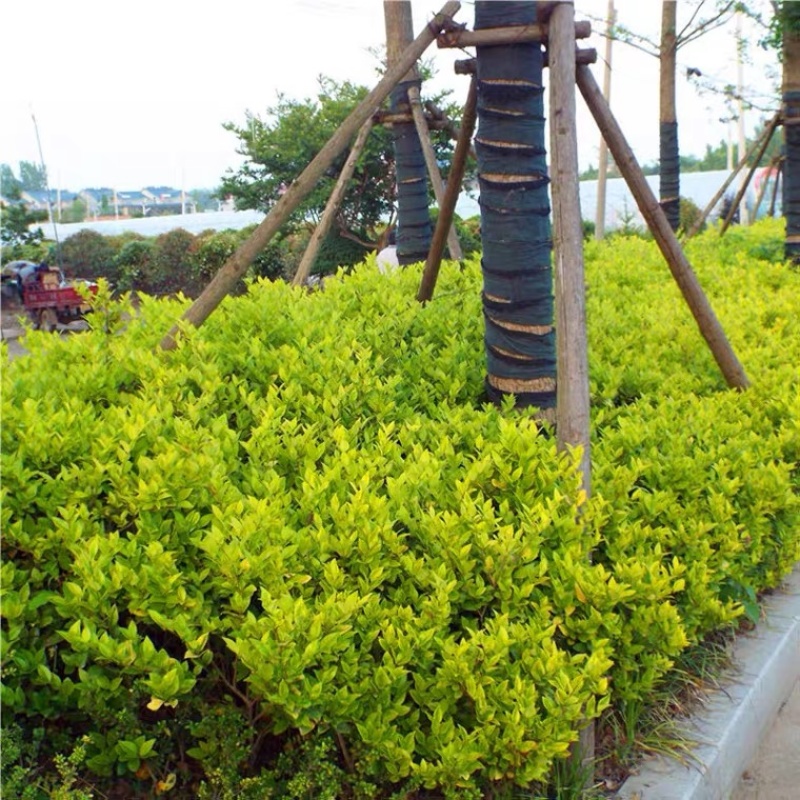 小杯金森大杯金森金森球大量供应绿化苗木基地直发