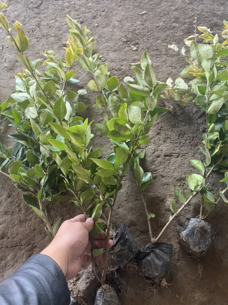 小杯金森大杯金森金森球大量供应绿化苗木基地直发
