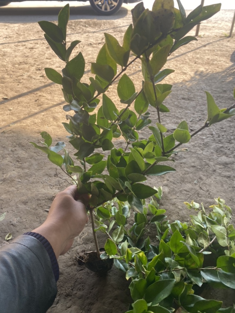 小杯金森大杯金森金森球大量供应绿化苗木基地直发