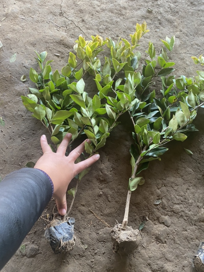 小杯金森大杯金森金森球大量供应绿化苗木基地直发