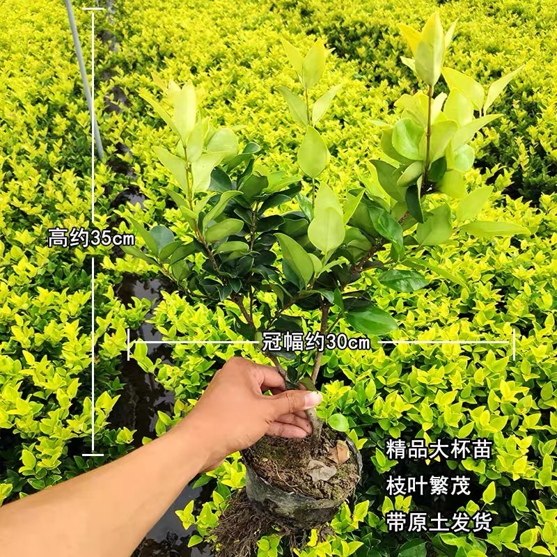 小杯金森大杯金森金森球大量供应绿化苗木基地直发