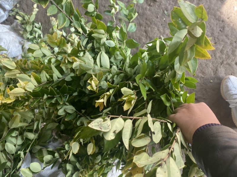 小杯金森大杯金森金森球大量供应绿化苗木基地直发