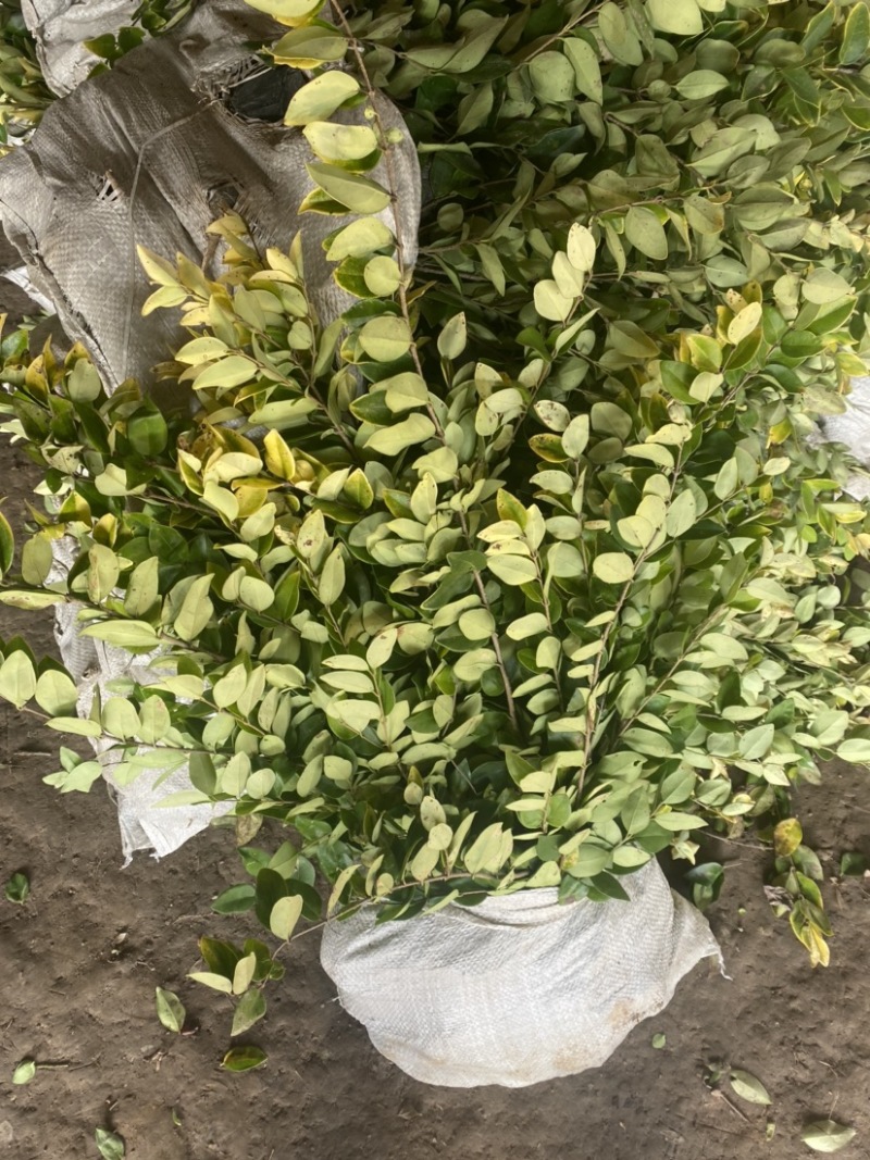 小杯金森大杯金森金森球大量供应绿化苗木基地直发