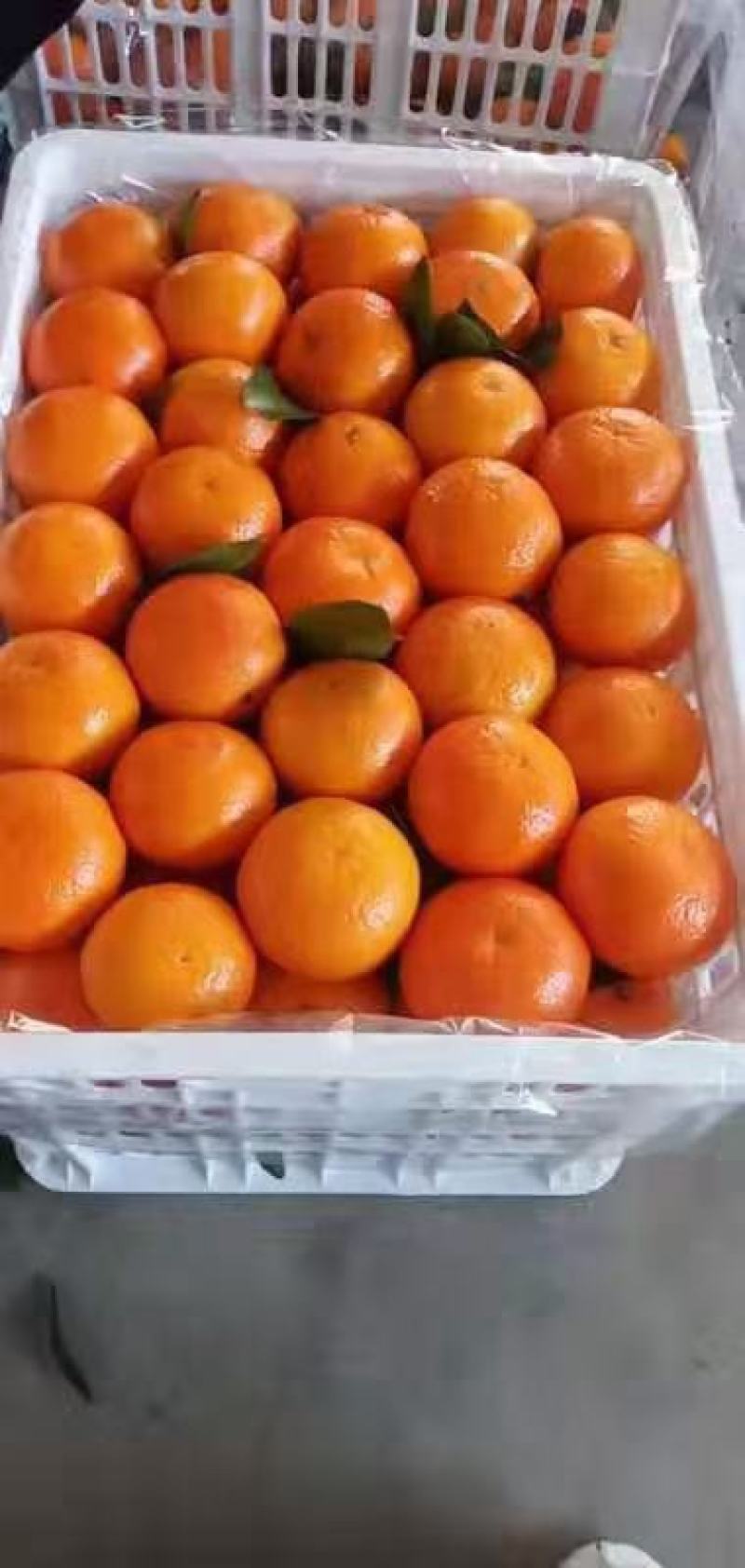 湖南沃柑优质沃柑汁多肉脆甜度高产地一手货源质优价廉量大从优