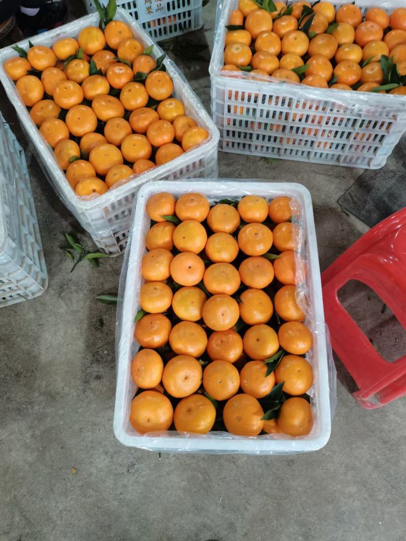 湖南沃柑优质沃柑汁多肉脆甜度高产地一手货源质优价廉量大从优