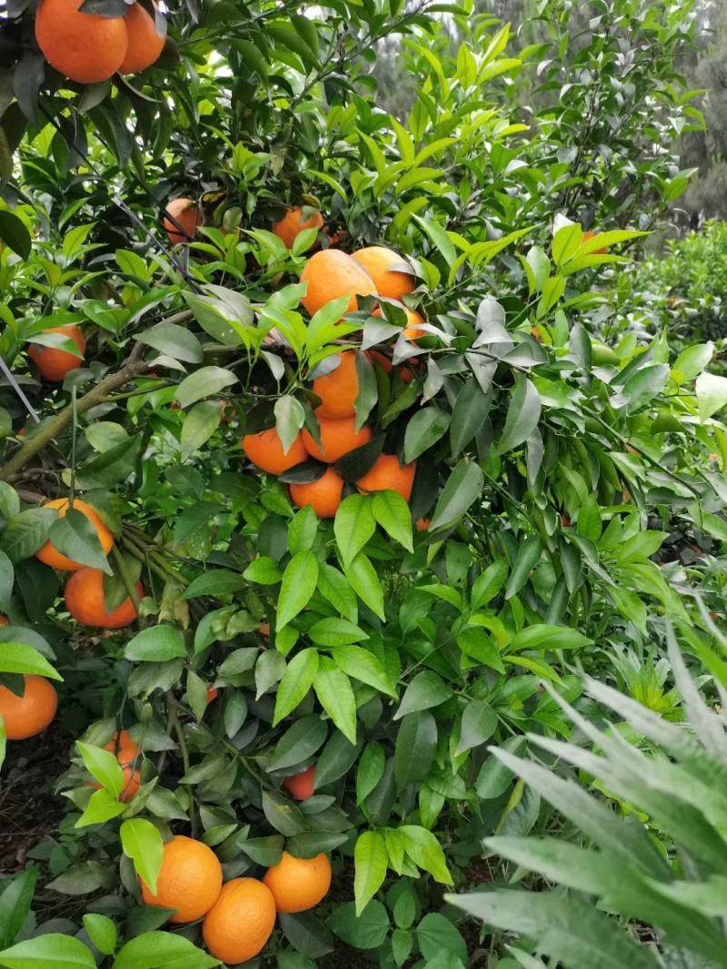 湖南沃柑优质沃柑汁多肉脆甜度高产地一手货源质优价廉量大从优
