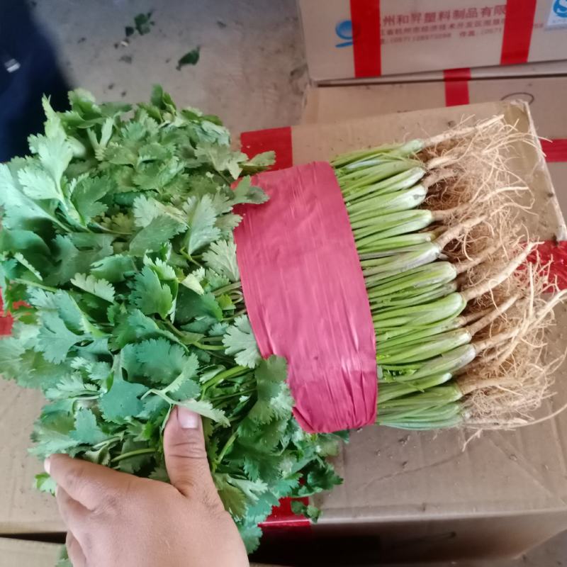 河南万亩香菜种植基地【大叶香菜】价格亲民视频看货采购