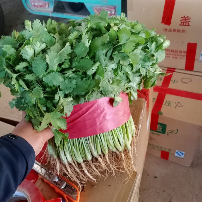 河南万亩香菜种植基地【大叶香菜】价格亲民视频看货采购