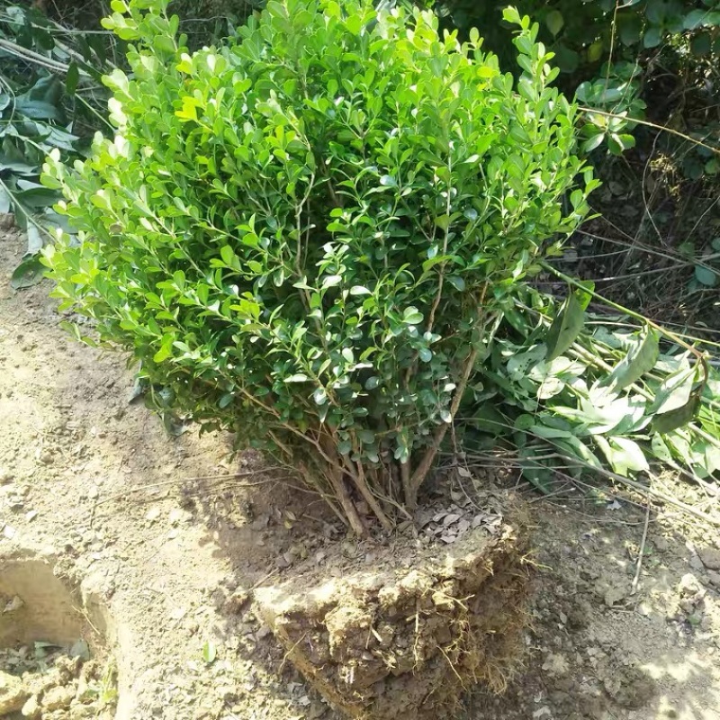 黄杨苗瓜子黄杨基地现挖大量供应各种规格绿化苗木