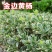 金边黄杨40-50高度20冠质量好各种规格大量供应