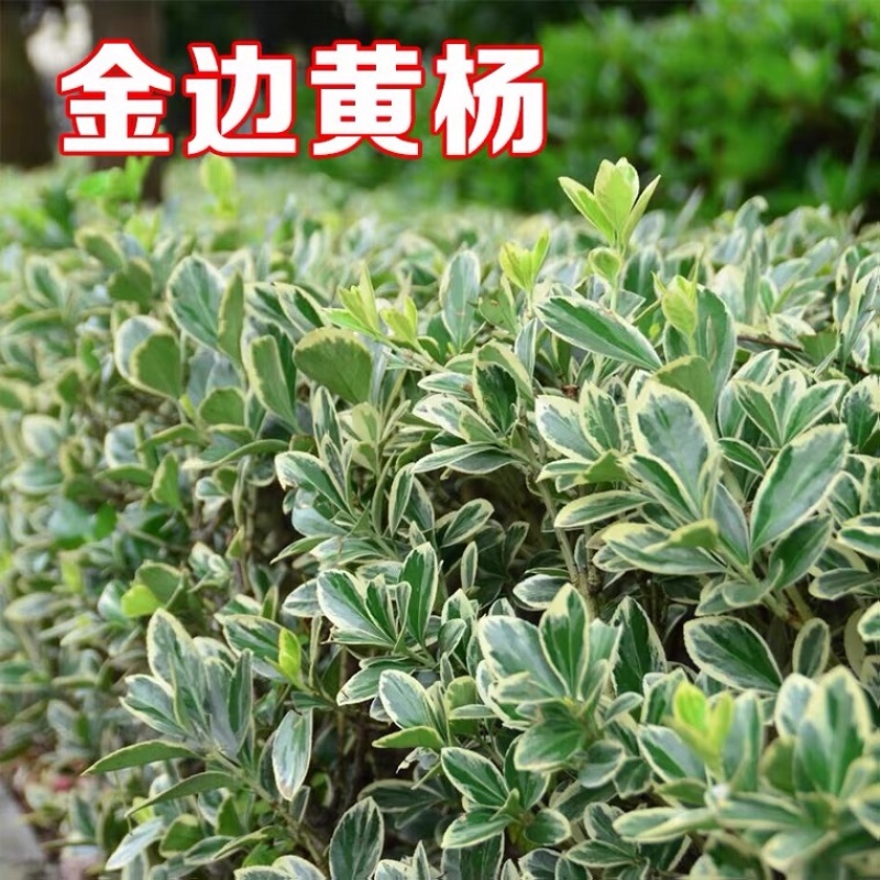 金边黄杨40-50高度20冠质量好各种规格大量供应