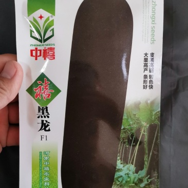 炮弹型黑皮冬瓜种子内腔小肉质厚转色快皮色黑亮有光泽