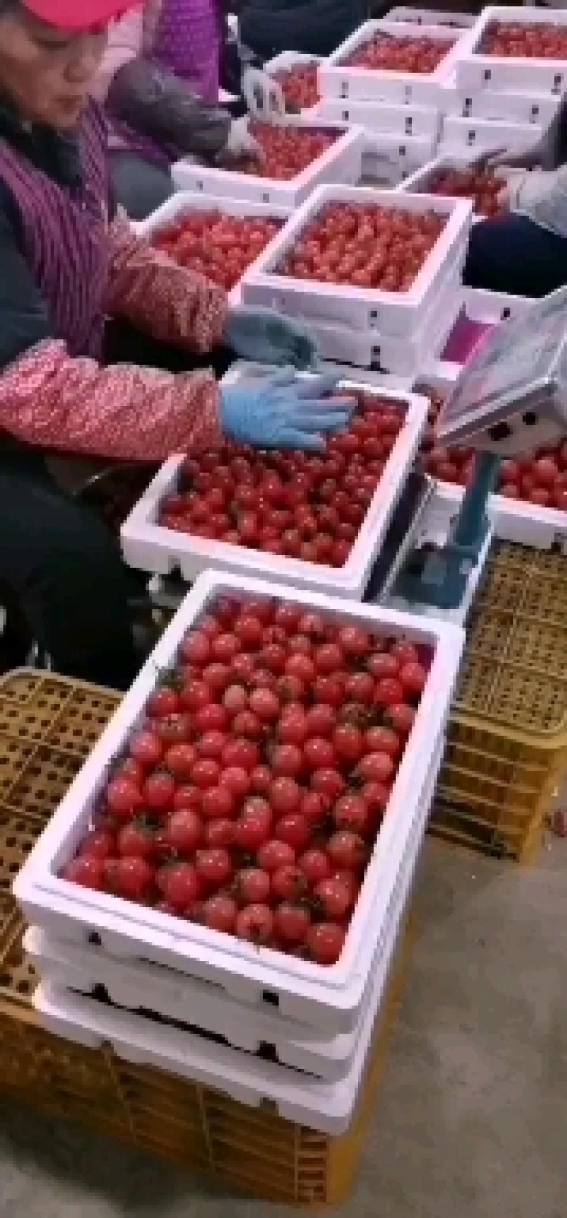 千禧圣女果大量上市，全国一件包邮到家………