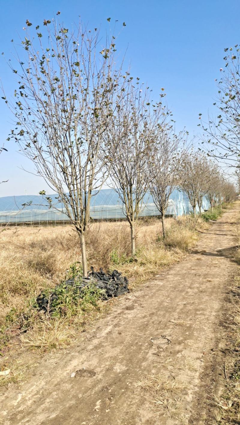 高杆海棠树西府海棠垂丝海棠北美海棠花庭院风景绿