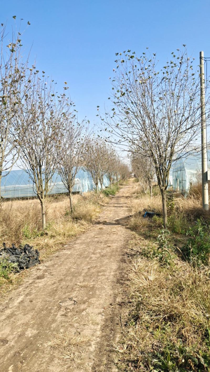 高杆海棠树西府海棠垂丝海棠北美海棠花庭院风景绿