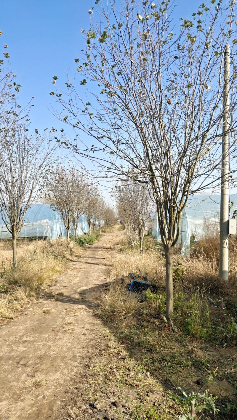 高杆海棠树西府海棠垂丝海棠北美海棠花庭院风景绿