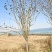 高杆海棠树西府海棠垂丝海棠北美海棠花庭院风景绿