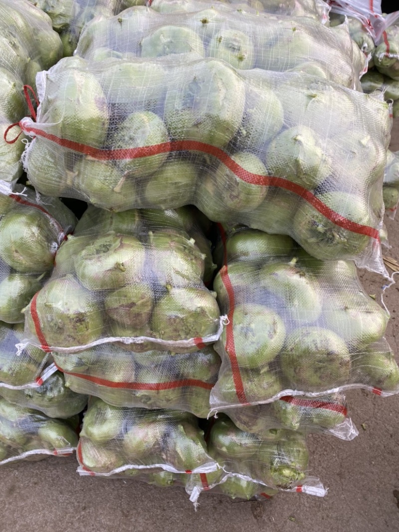 青苤蓝大量走货中，酱菜厂腌制，市场售卖质优价廉