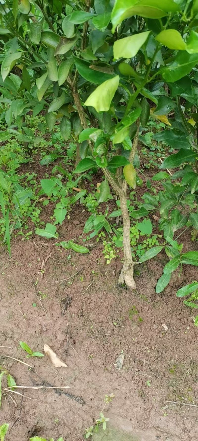 柑桔苗-明日见柑橘苗（阿思密）品种保证，基地现挖，假一赔十