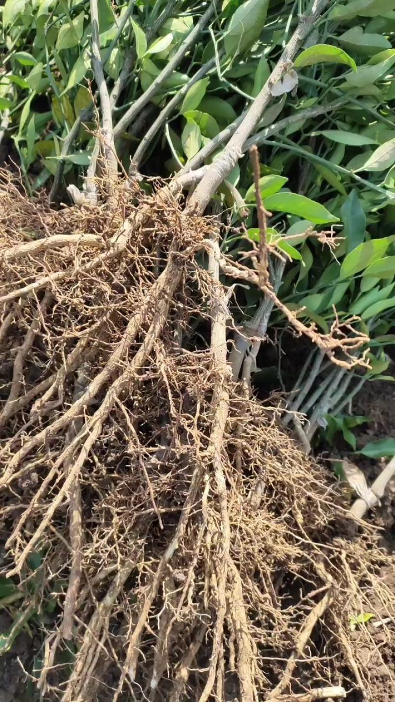 柑桔苗-明日见柑橘苗（阿思密）品种保证，基地现挖，假一赔十