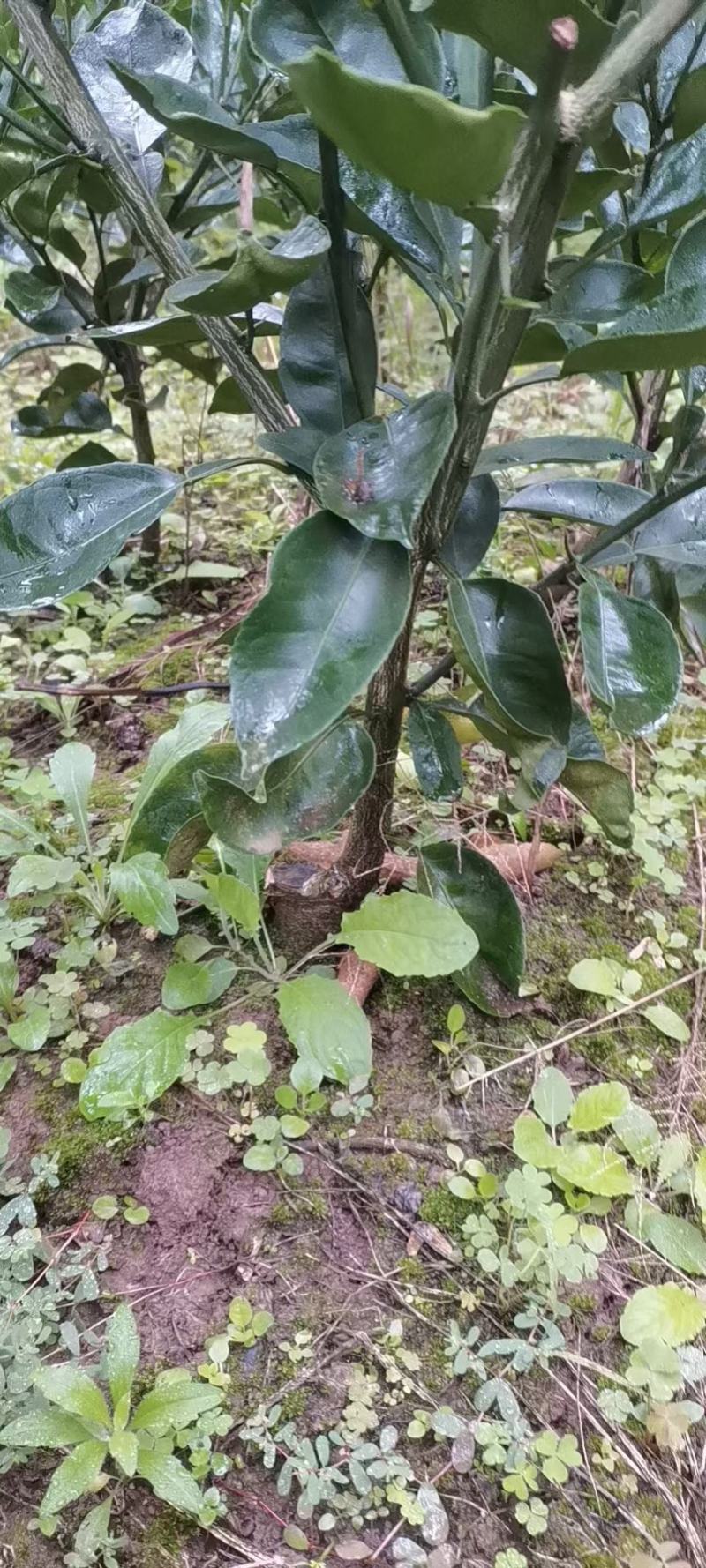 柑桔苗-明日见柑橘苗（阿思密）品种保证，基地现挖，假一赔十