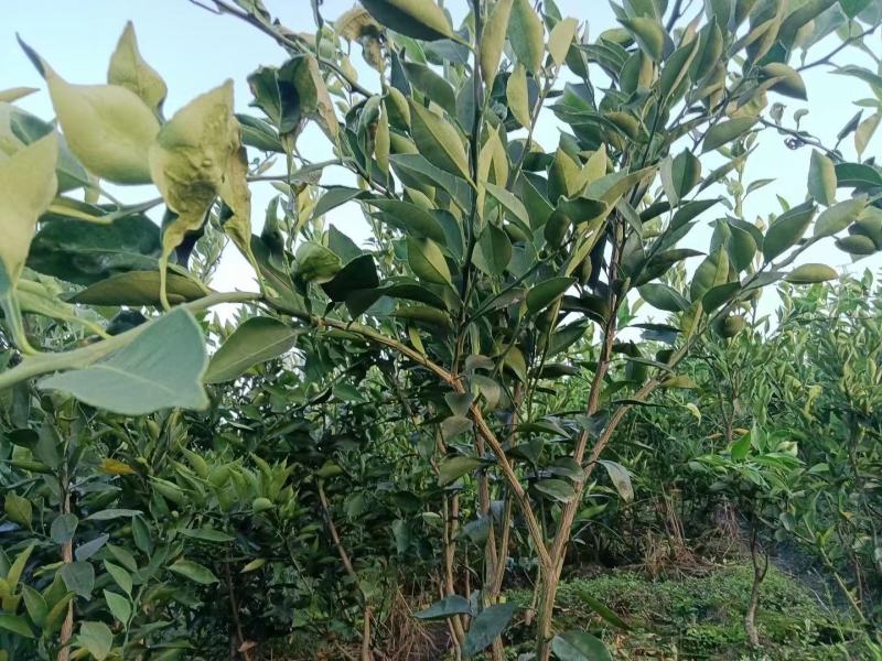 柑桔苗-明日见柑橘苗（阿思密）品种保证，基地现挖，假一赔十