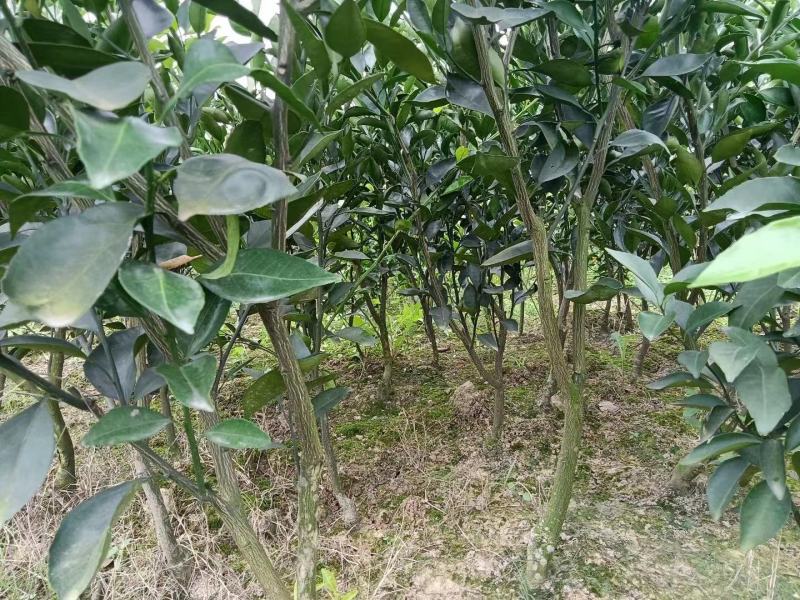 柑桔苗-明日见柑橘苗（阿思密）品种保证，基地现挖，假一赔十