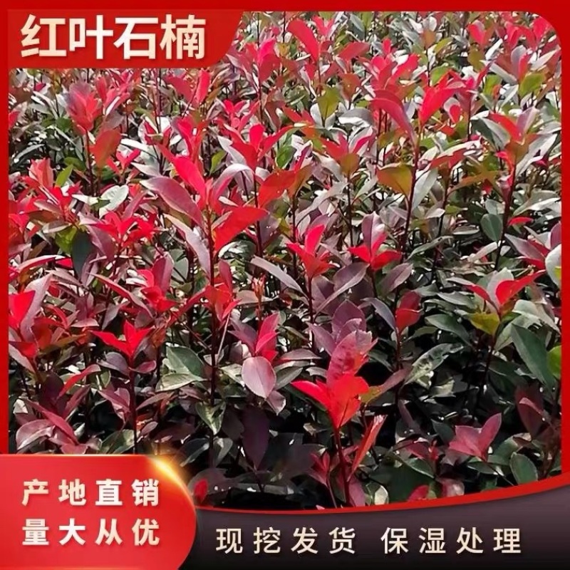 红叶石楠大杯苗基地现货各种规格大量供应绿化苗木