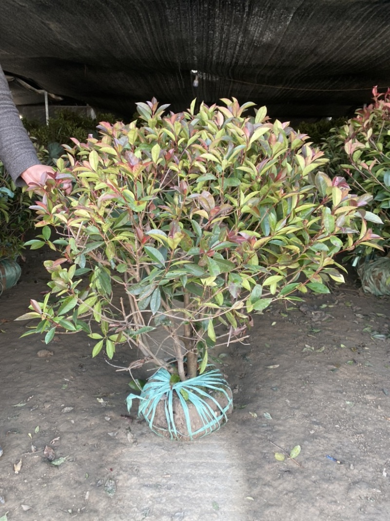 红叶石楠大杯苗基地现货各种规格大量供应绿化苗木