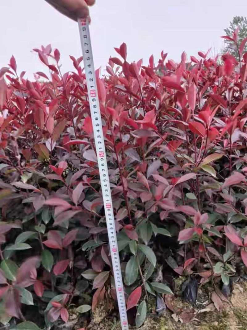 红叶石楠大杯苗基地现货各种规格大量供应绿化苗木