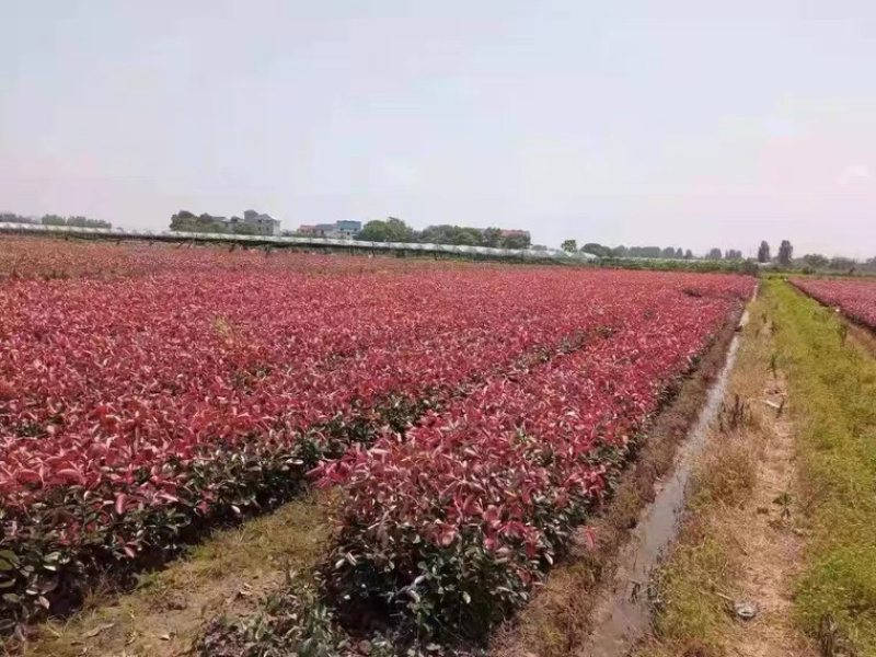 红叶石楠大杯苗基地现货各种规格大量供应绿化苗木