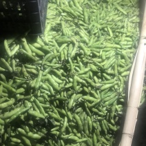 大理蚕豆大量上市需要的老板快点来物美价廉