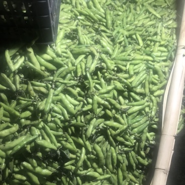 大理蚕豆大量上市需要的老板快点来物美价廉