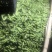 大理蚕豆大量上市需要的老板快点来物美价廉