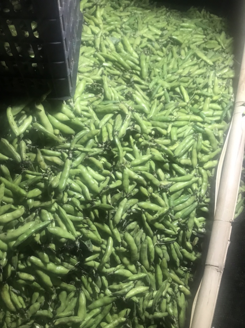 大理蚕豆大量上市需要的老板快点来物美价廉