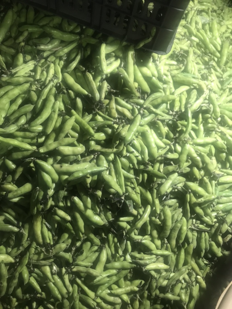 大理蚕豆大量上市需要的老板快点来物美价廉