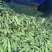 大理蚕豆大量上市需要的老板快点来物美价廉