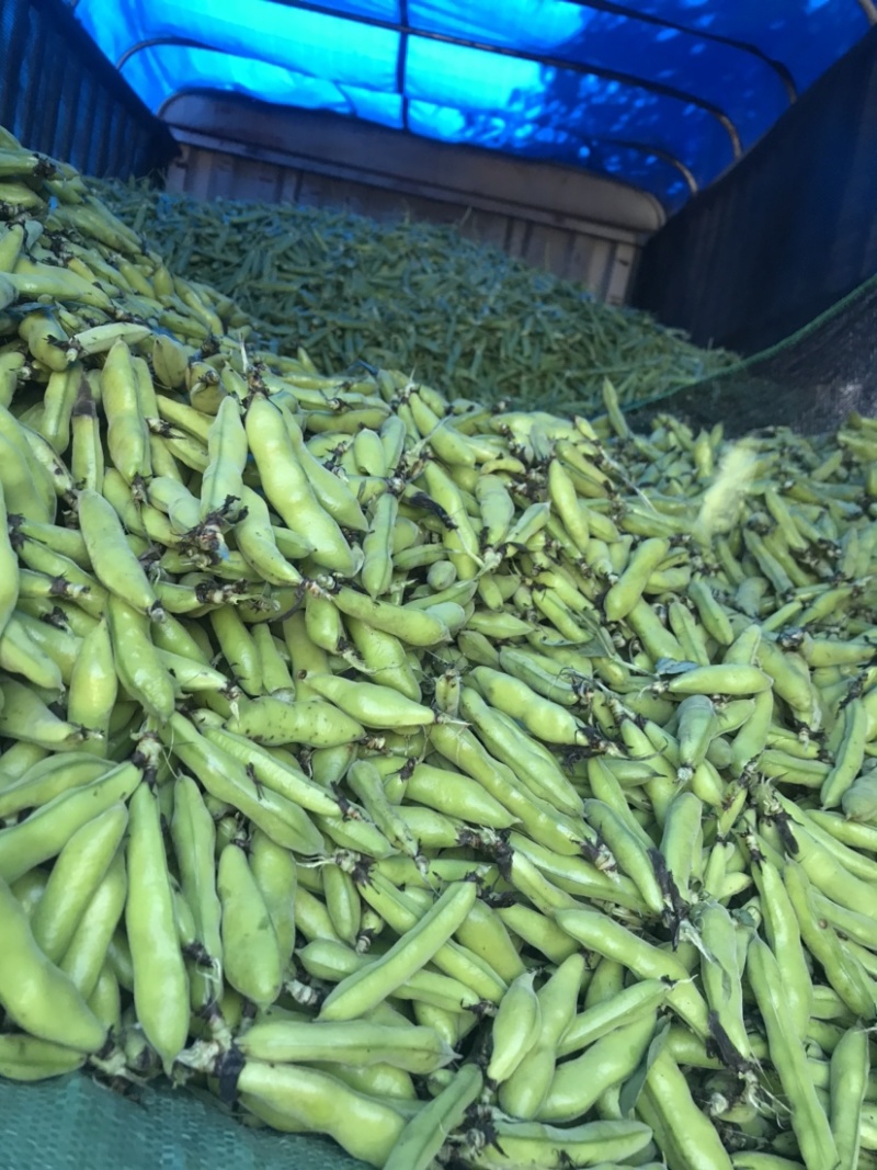大理蚕豆大量上市需要的老板快点来物美价廉