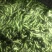 大理蚕豆大量上市需要的老板快点来物美价廉